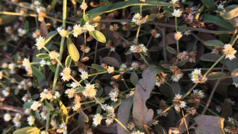 Indian Dwarf Puffer Care Guide