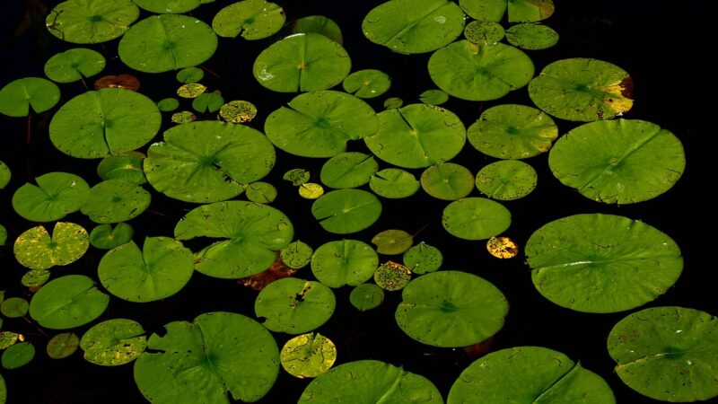 indian western ghats biotope planted aquarium aquascape — featured image for indian western ghats biotope aquascape