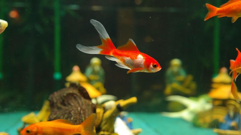 fishes, goldfish, freshwater fish, carp fish, cyprinidae, aquarium, nature, sarasa, japanese breeding form, cultivated form,