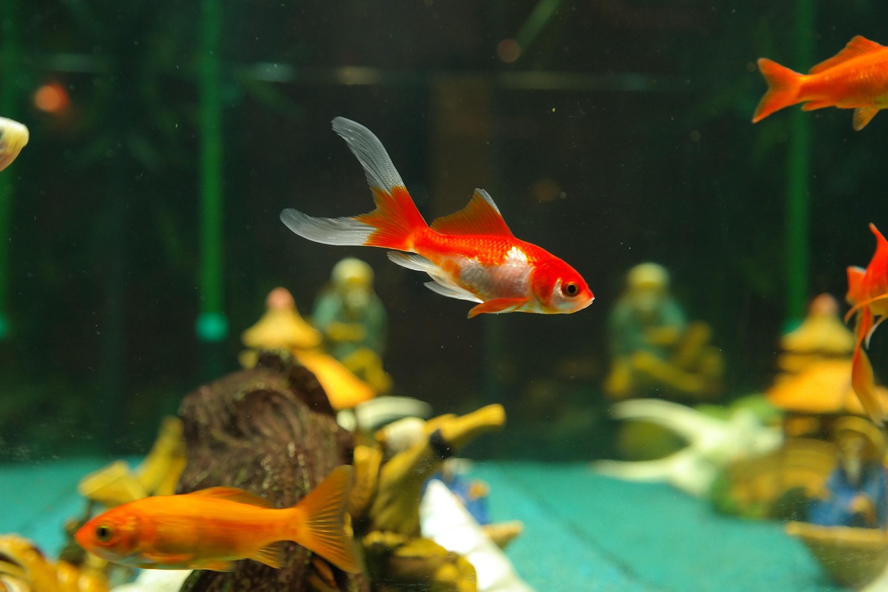 fishes, goldfish, freshwater fish, carp fish, cyprinidae, aquarium, nature, sarasa, japanese breeding form, cultivated form,