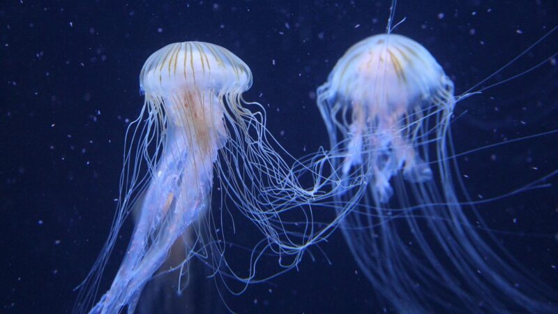 jellyfish, animals, underwater, sea jellies, cnidaria, marine life, sea life, ocean life, aquatic animals, wildlife, fauna, s
