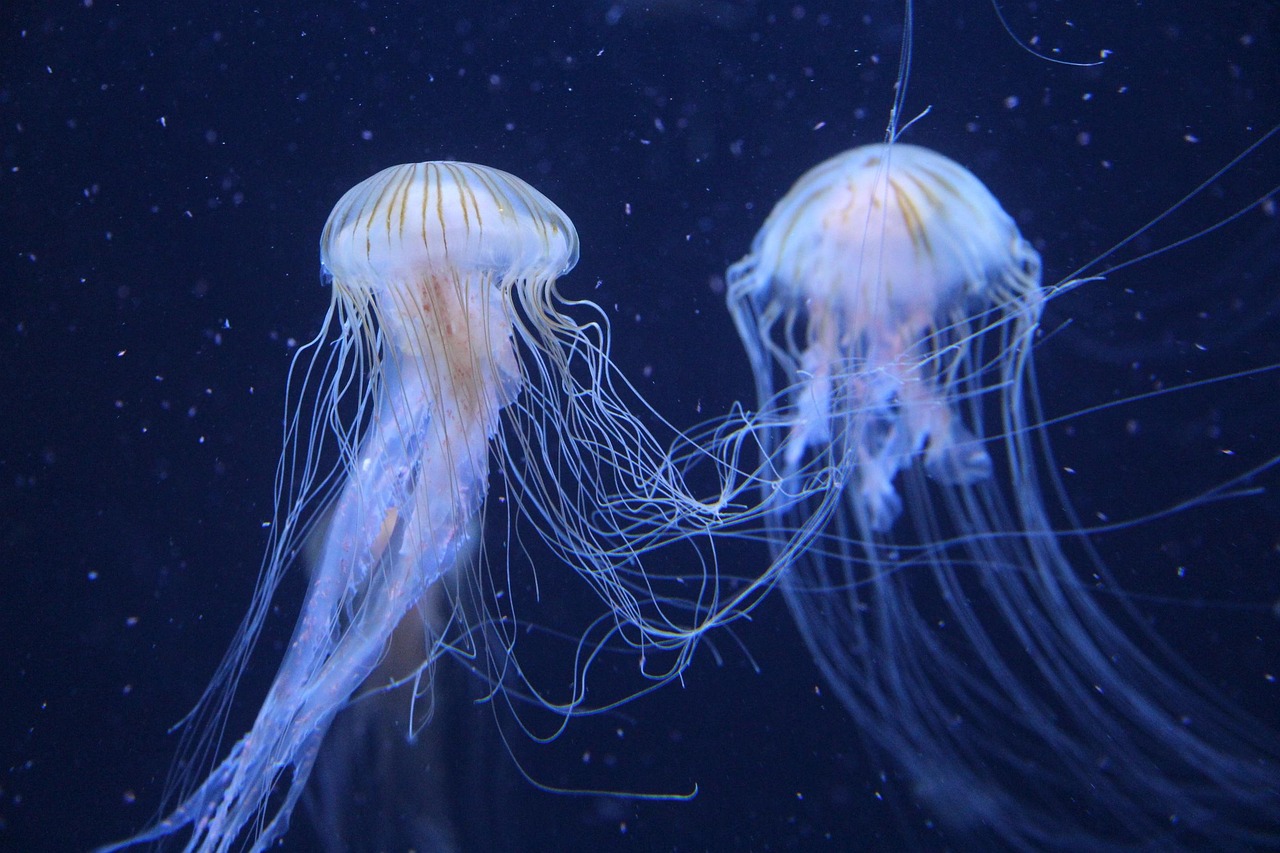 jellyfish, animals, underwater, sea jellies, cnidaria, marine life, sea life, ocean life, aquatic animals, wildlife, fauna, s