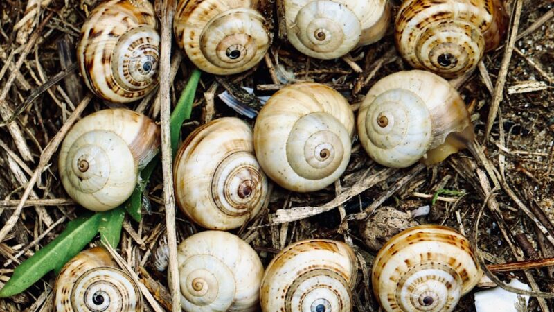 Japanese Trapdoor Snail Care Guide: Live-Bearing and Hardy