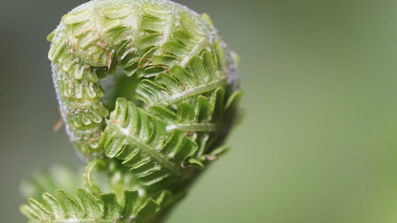 Java Fern Brackish Tolerance Care Guide