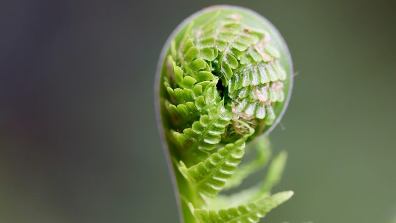 Java Fern Care Guide: Bulletproof Plant for Any Tank