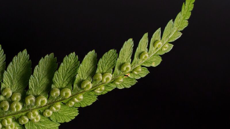 Java Fern FAQ: Browning Reproduction Attachment