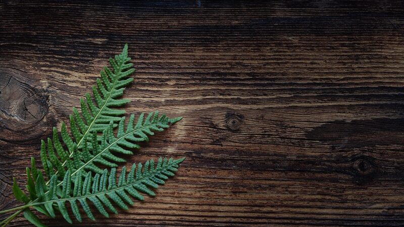 Java Fern vs Anubias Comparison Guide