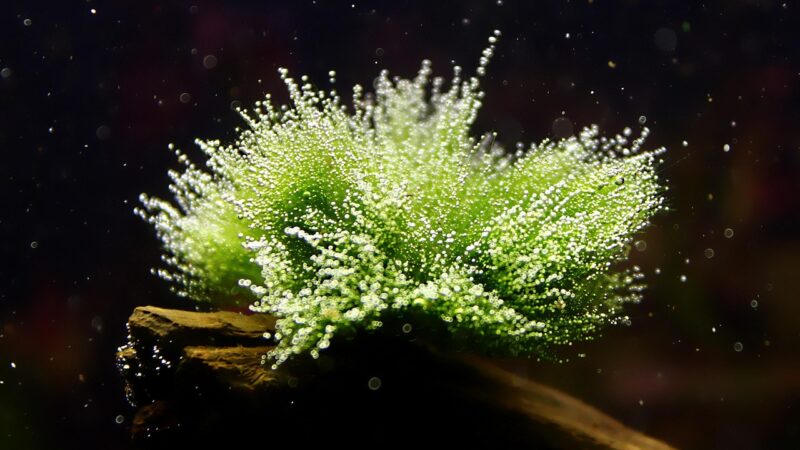 How to Create a Java Moss Carpet: Mesh Method Step by Step