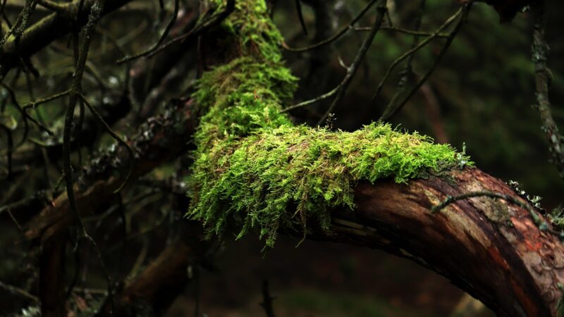 Java Moss Guide: Growing, Attaching and Aquascaping Uses