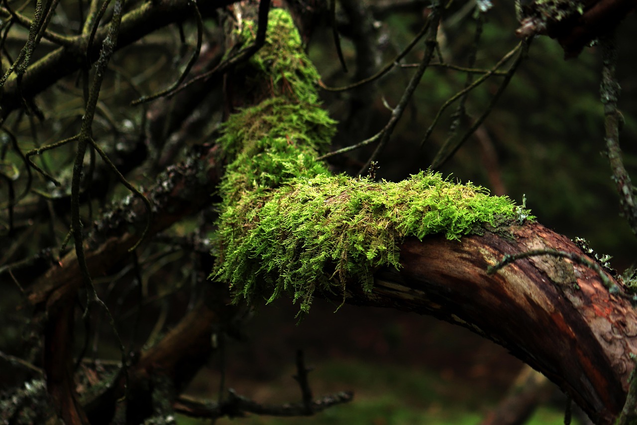 Java Moss Guide: Growing, Attaching and Aquascaping Uses