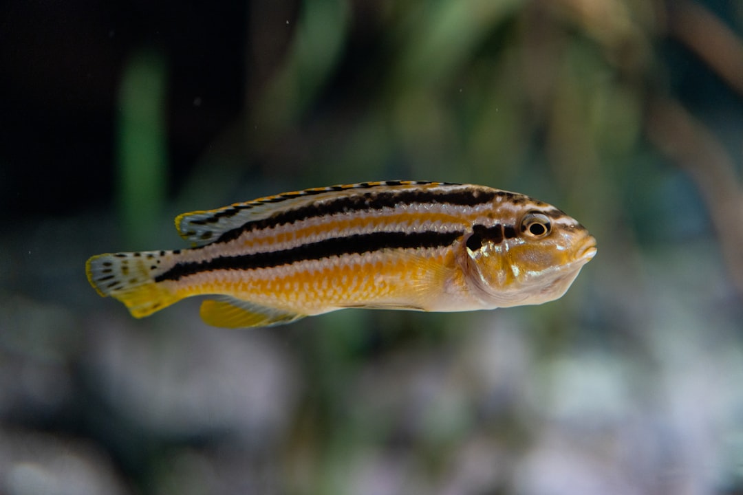 Jewel Cichlid Care Guide: Brilliant Red From African Rivers