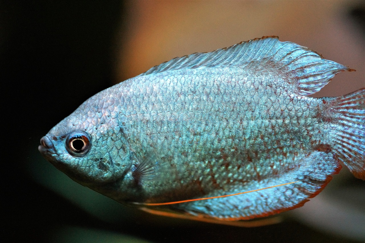 Kissing Gourami Care Guide: Lip-Locking Giants