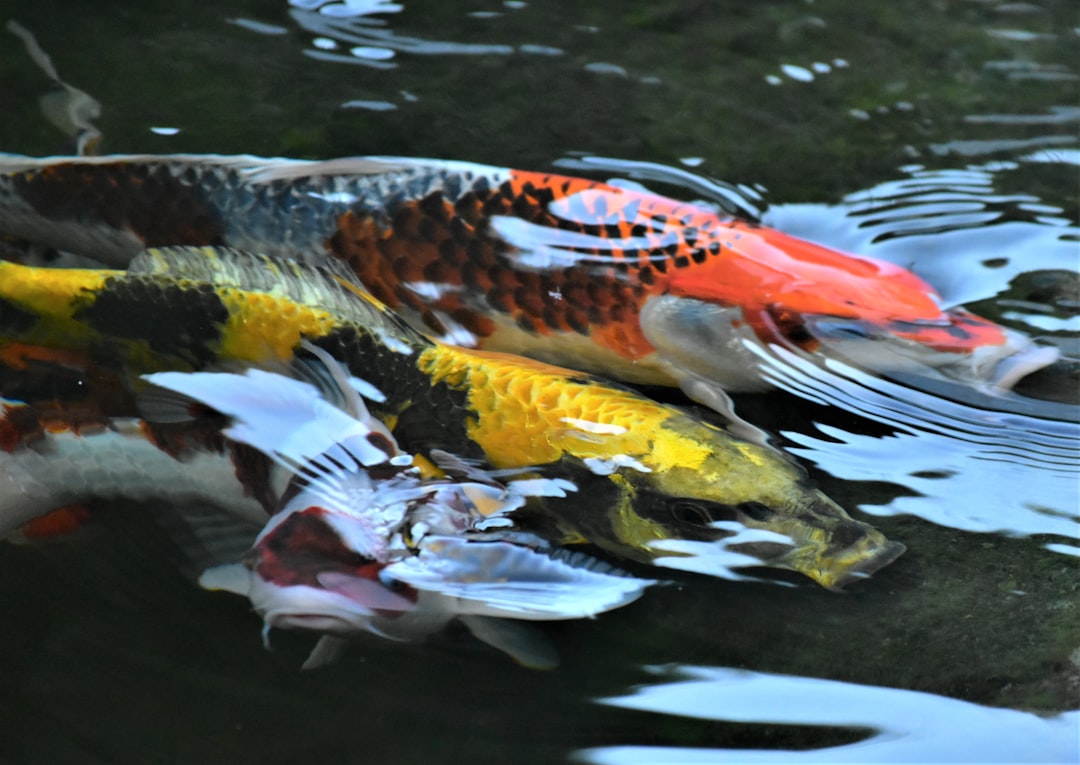 Koi Fish Care Guide