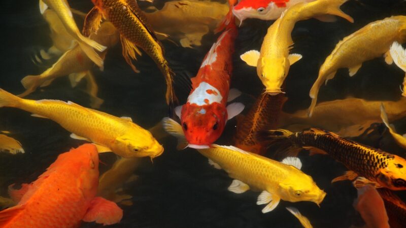 Koi Fish Care Guide for Singapore: Ponds, Feeding and Health