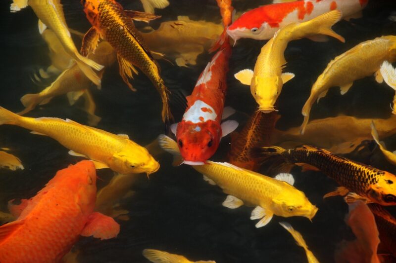 A closer look at Herbivorous Koi Ponds Feeding Tips And Care