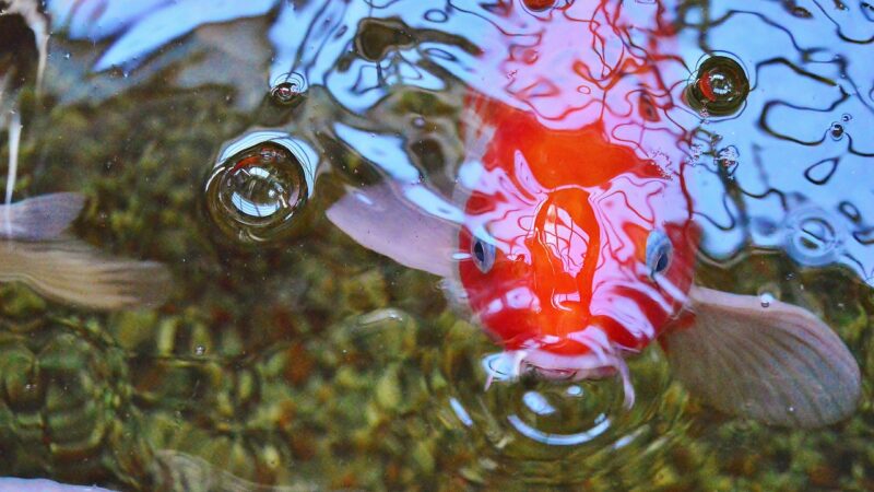 koi fish, fish, pond, nature, koi, animal, koi pond, water, japan, closeup