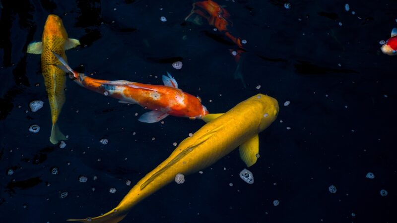 Koi Pond Design Condo Singapore Guide: Rooftop and Balcony