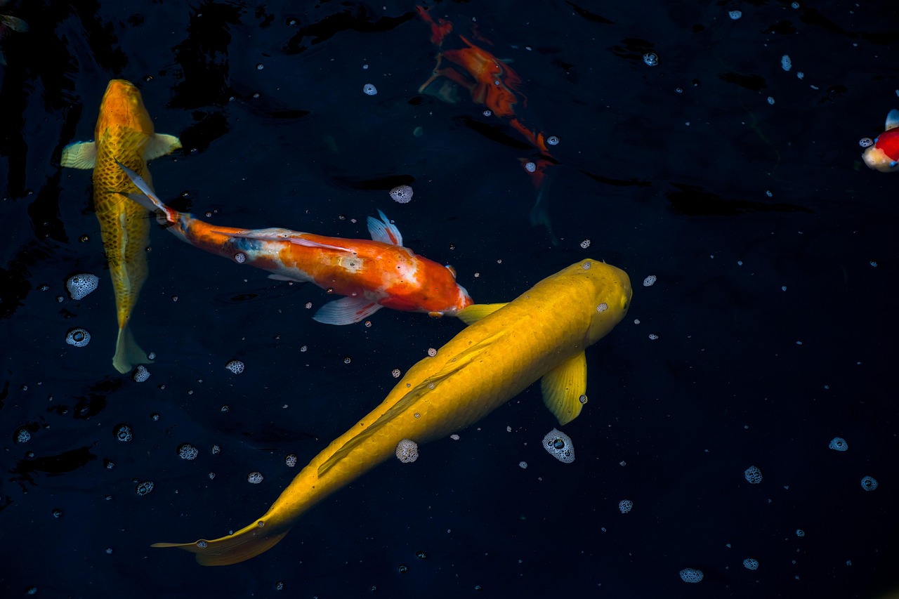 Koi Pond Design Condo Singapore Guide: Rooftop and Balcony