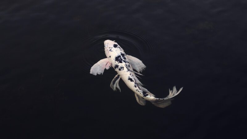 koi, fish, minimal, minimalistic, in, clear, water, swimming, rear, view, animal, koi fish, jinli, nishikigoi, pond, minimali