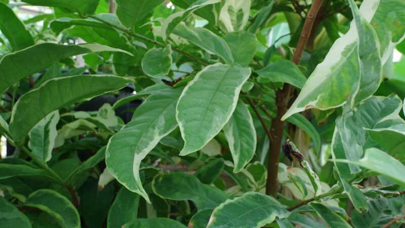 Labeotropheus Trewavasae Care Guide