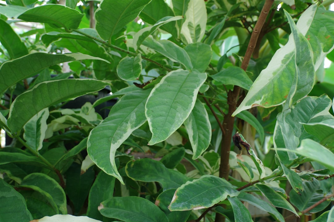 Labeotropheus Trewavasae Care Guide