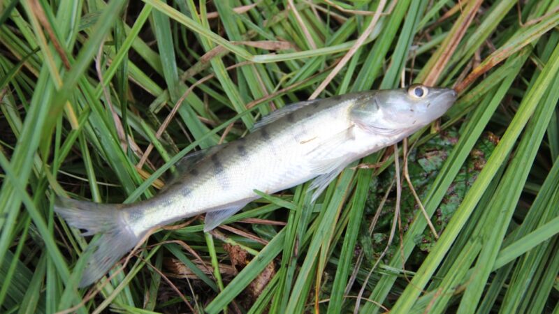 Least Killifish Care Guide: The World's Smallest Livebearer