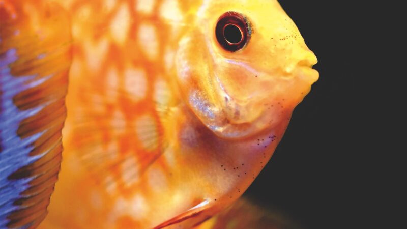 discus fish, discus cichlid, fish, ornamental fish, aquarium, swim, underwater, underwater world, nature, aquatic life