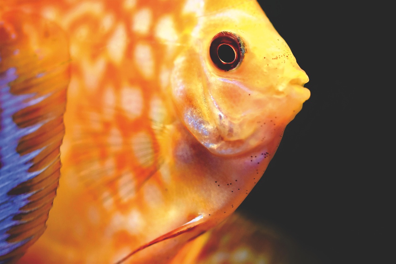 discus fish, discus cichlid, fish, ornamental fish, aquarium, swim, underwater, underwater world, nature, aquatic life