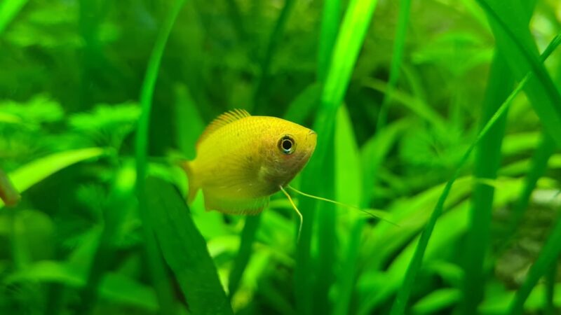 How to Breed Licorice Gourami: Blackwater Mouthbrooders