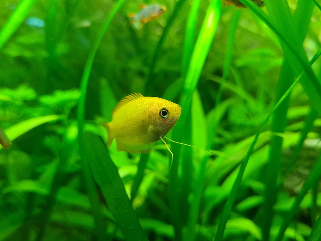 How to Breed Licorice Gourami: Blackwater Mouthbrooders