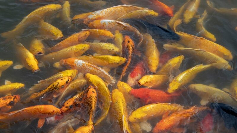 koi, pond, fish, koi carp, water, swimming, golden, group, colorful, lake, yellow, ornamental, waves, manual, wale, feeding,