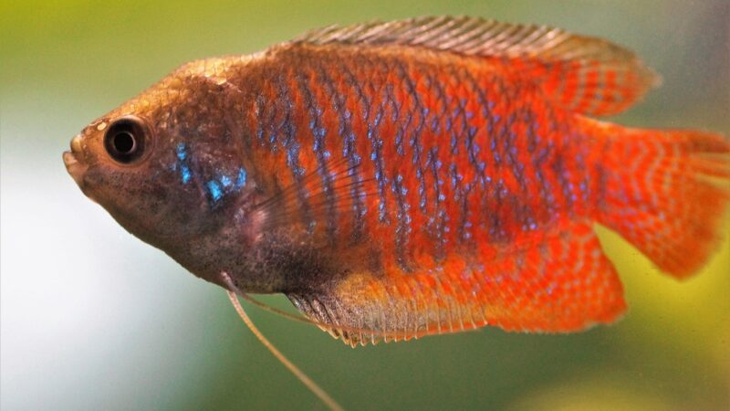 Licorice Gourami Tank Setup Guide: Blackwater Biotope for Parosphromenus