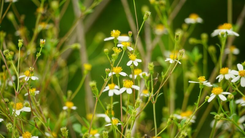 Limnophila Hippuridoides Care Guide: The Purple Ambulia