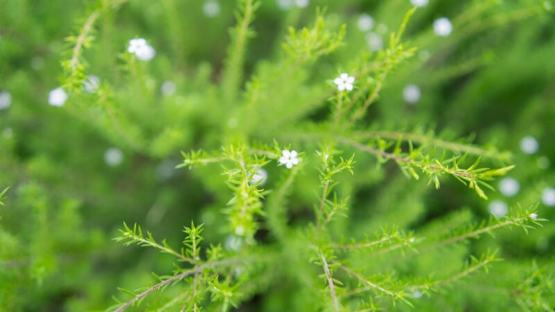 Limnophila Sessiliflora Guide