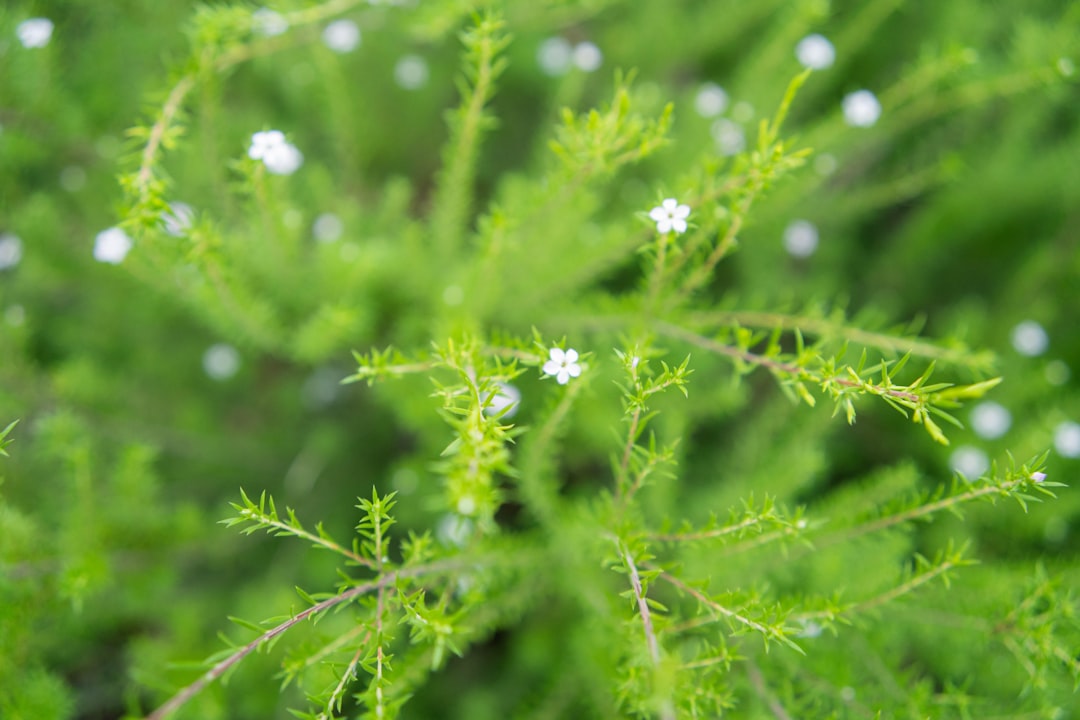 Limnophila Sessiliflora Guide