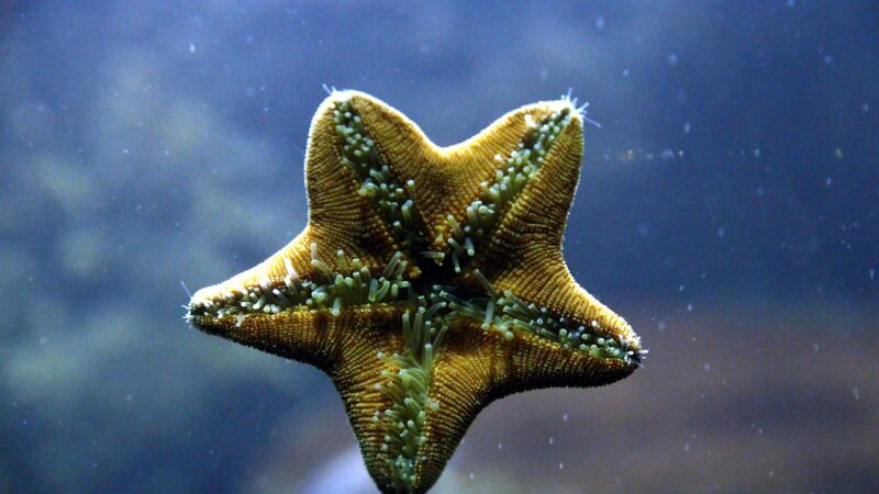 starfish, inside, legs, aquarium, creeps, water, underwater, nautical, nature, invertebrate, animal, blue, echinoderms, zoolo