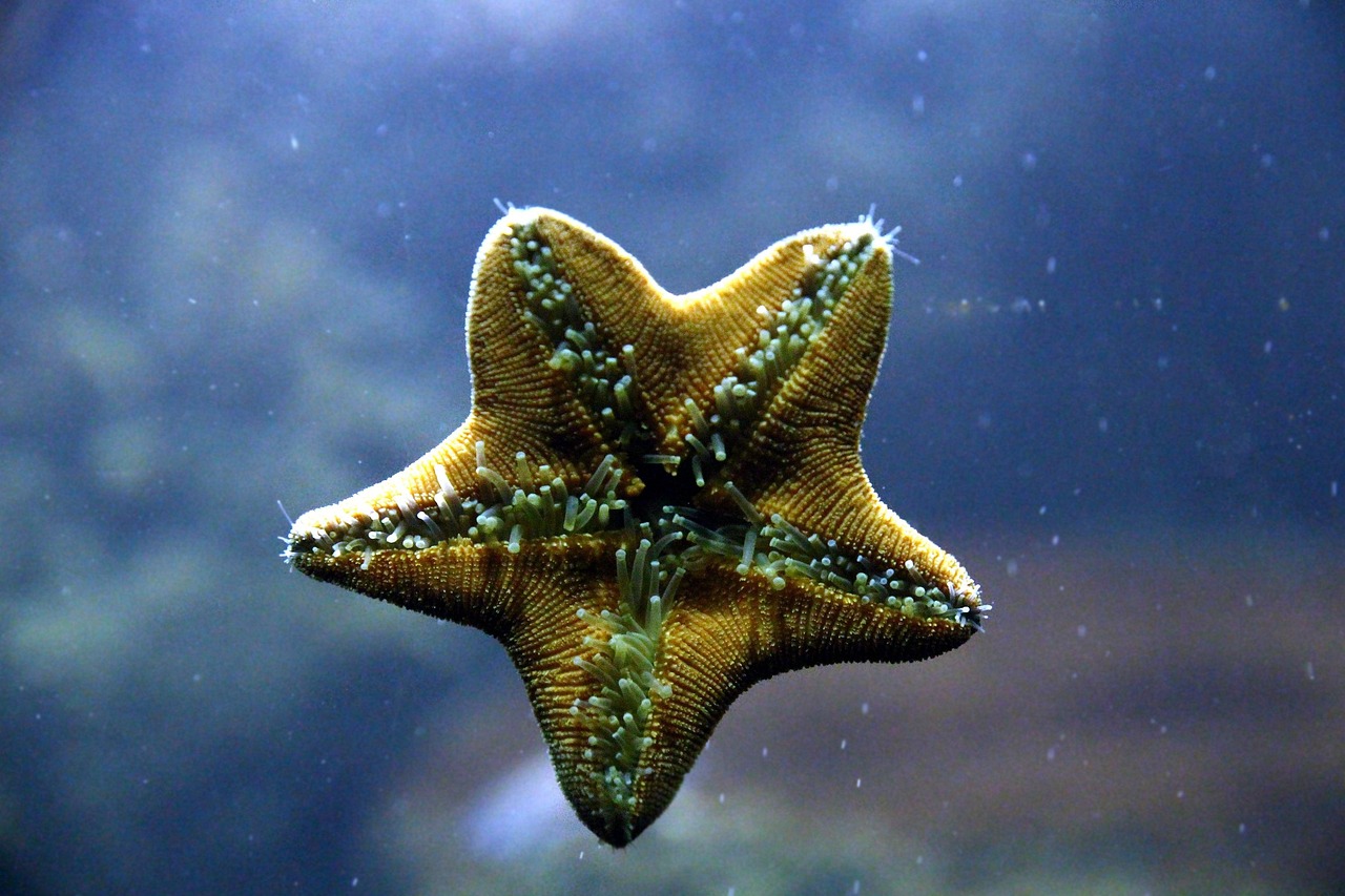 starfish, inside, legs, aquarium, creeps, water, underwater, nautical, nature, invertebrate, animal, blue, echinoderms, zoolo