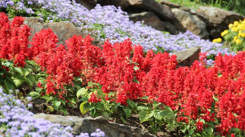 Lobelia Cardinalis Mini Care Guide
