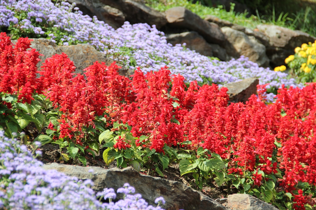 Lobelia Cardinalis Mini Care Guide