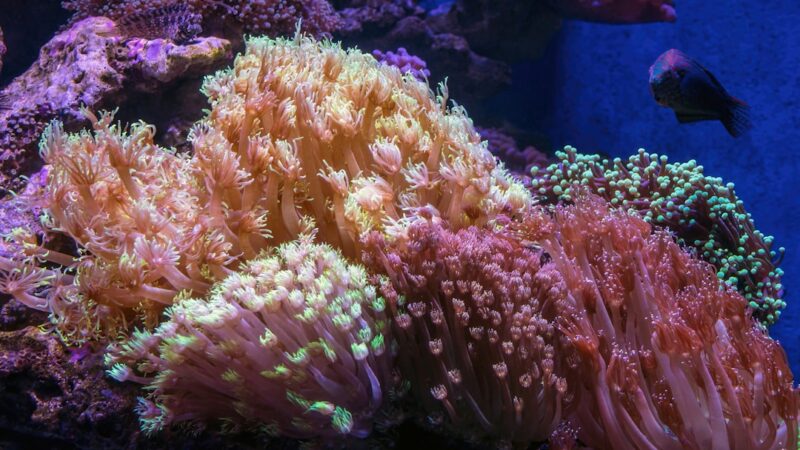 an aquarium filled with lots of different types of corals