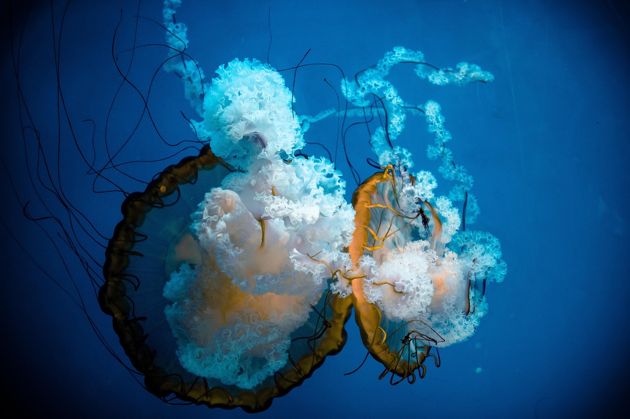 Ludwigia Inclinata var. Verticillata Cuba Care Guide