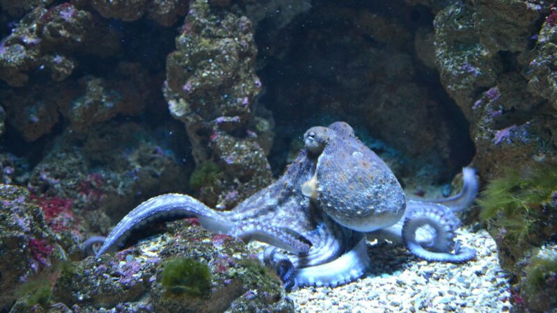 fish, octopus, water, aquarium, aquarium fish, blue, nature, sea, ocean, seaside