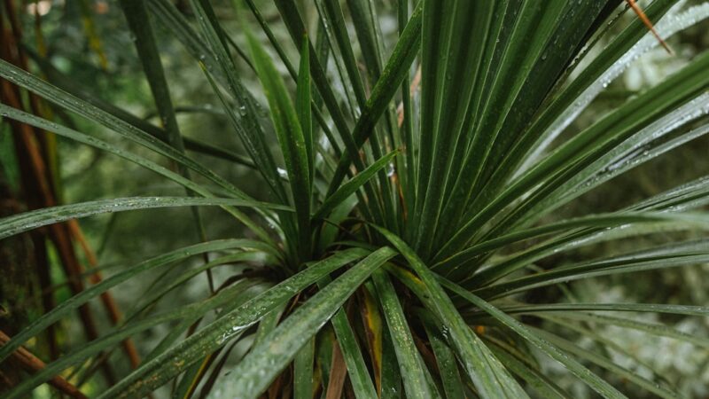 Ludwigia Palustris Care Guide