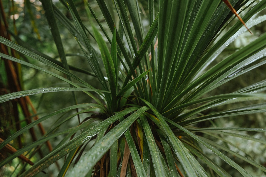 Ludwigia Palustris Care Guide