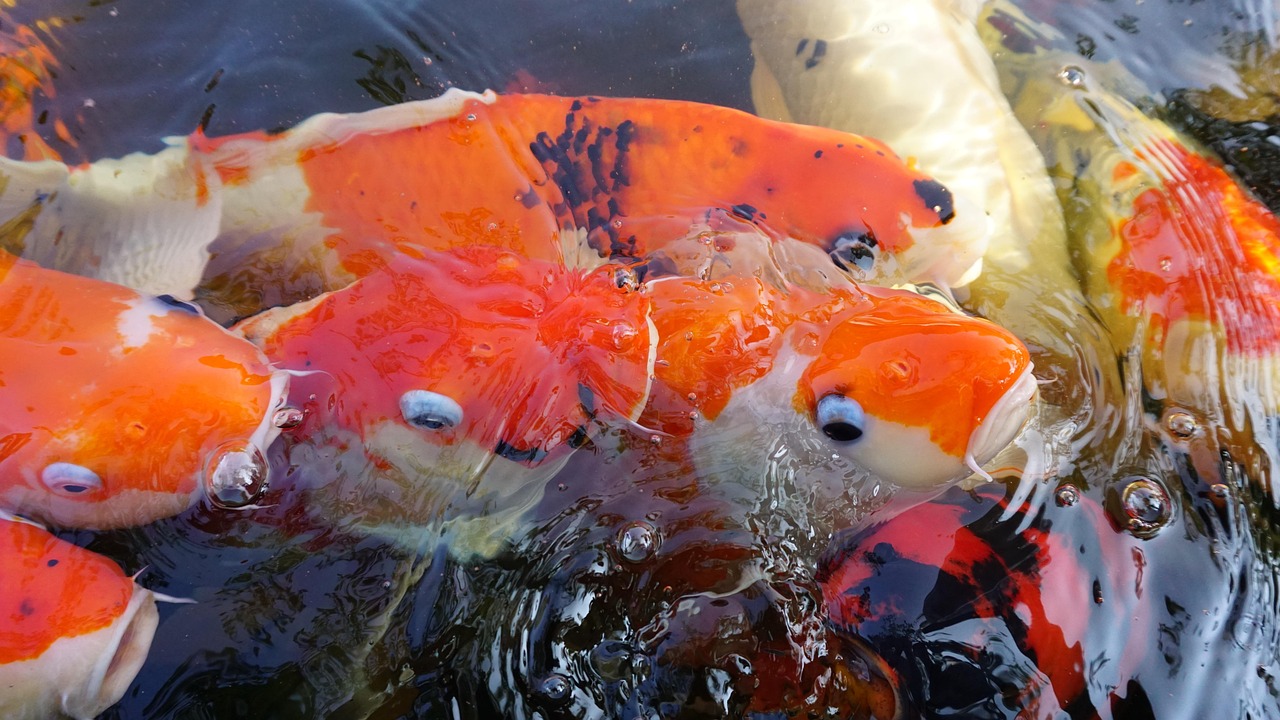 Ludwigia Repens Care Guide: The Easiest Red Stem Plant