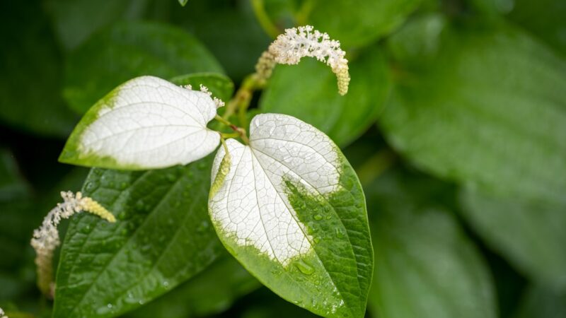 Ludwigia sp. White Care Guide: The Pale Stem Plant Curiosity