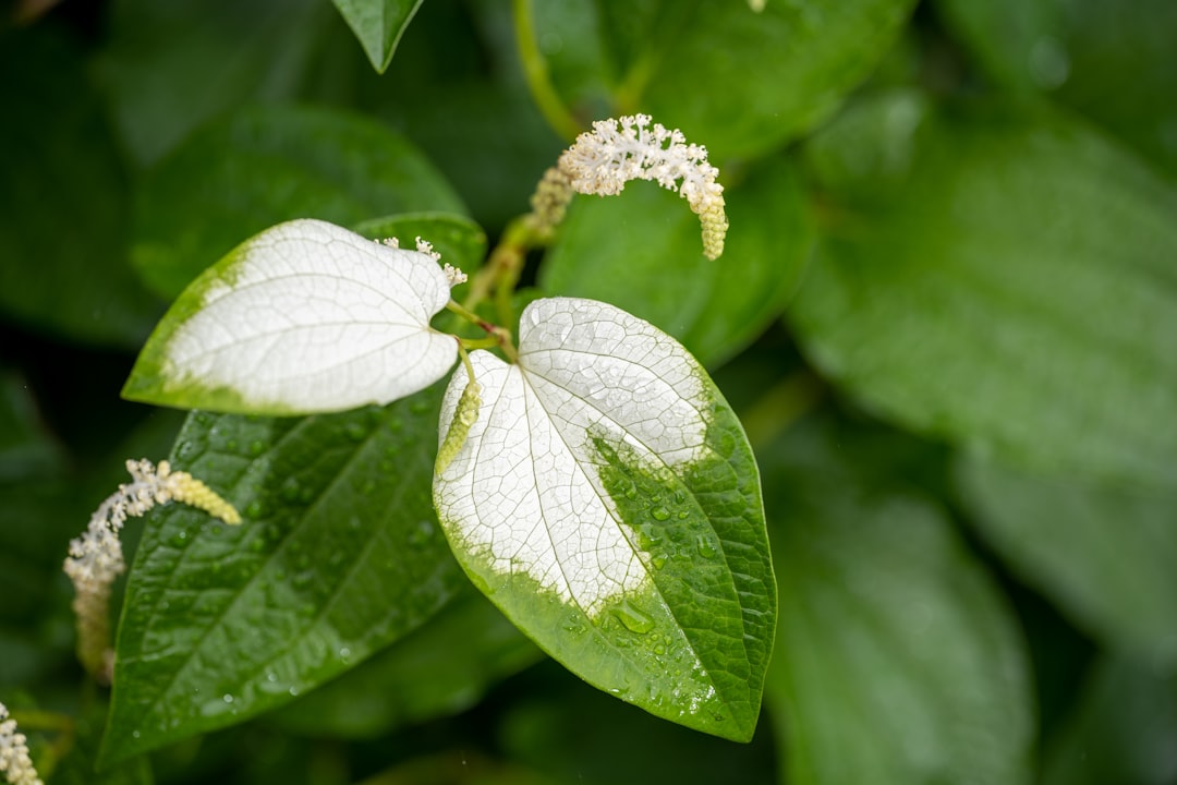 Ludwigia sp. White Care Guide: The Pale Stem Plant Curiosity