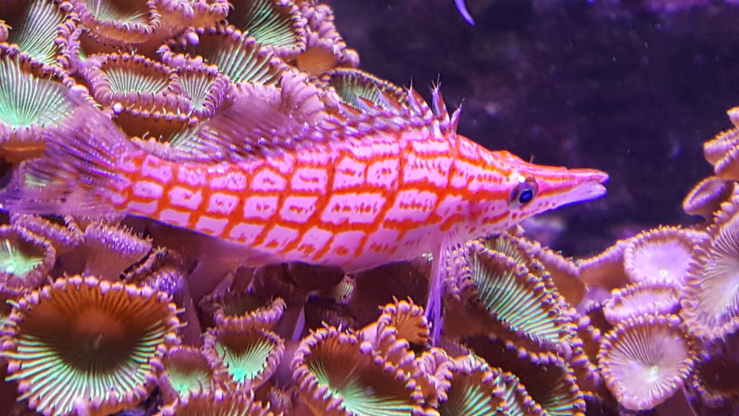 A close up of a fish on a coral