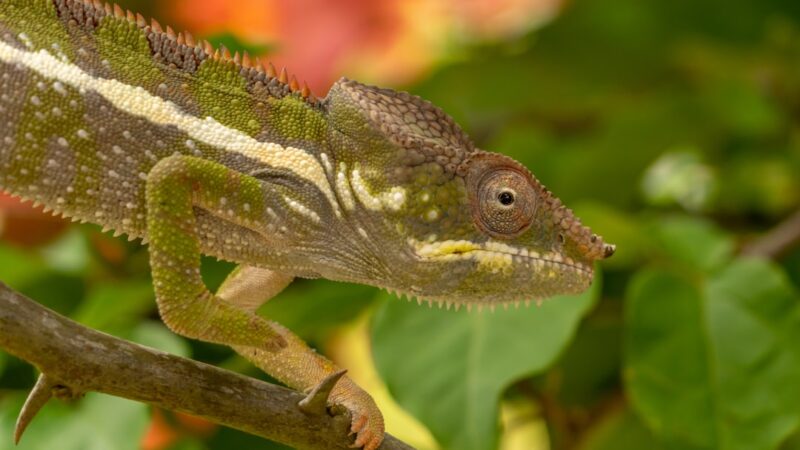Madagascar Biotope Aquascape: Unique Island Endemics