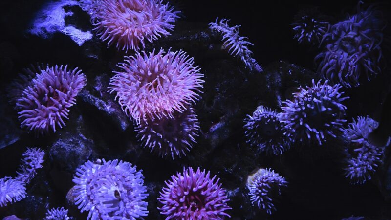 sea anemone, underwater, aquarium, marine, sea anemone, sea anemone, sea anemone, sea anemone, sea anemone, aquarium